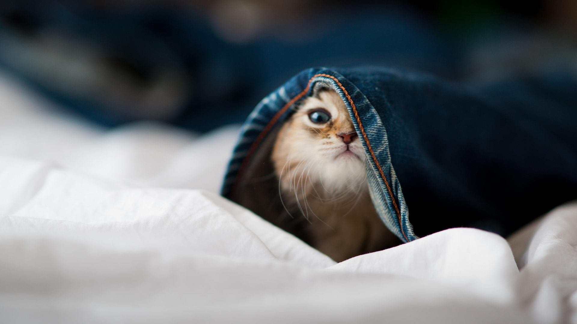 中国女篮在国际热身赛中表现优异,竞争力增强,中国女篮热身赛赛程