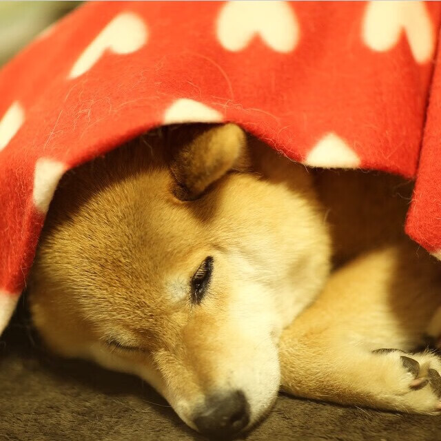 开云网站-中国篮球国际交流日益频繁，推动“走出去”战略落地，中国篮球国际比赛