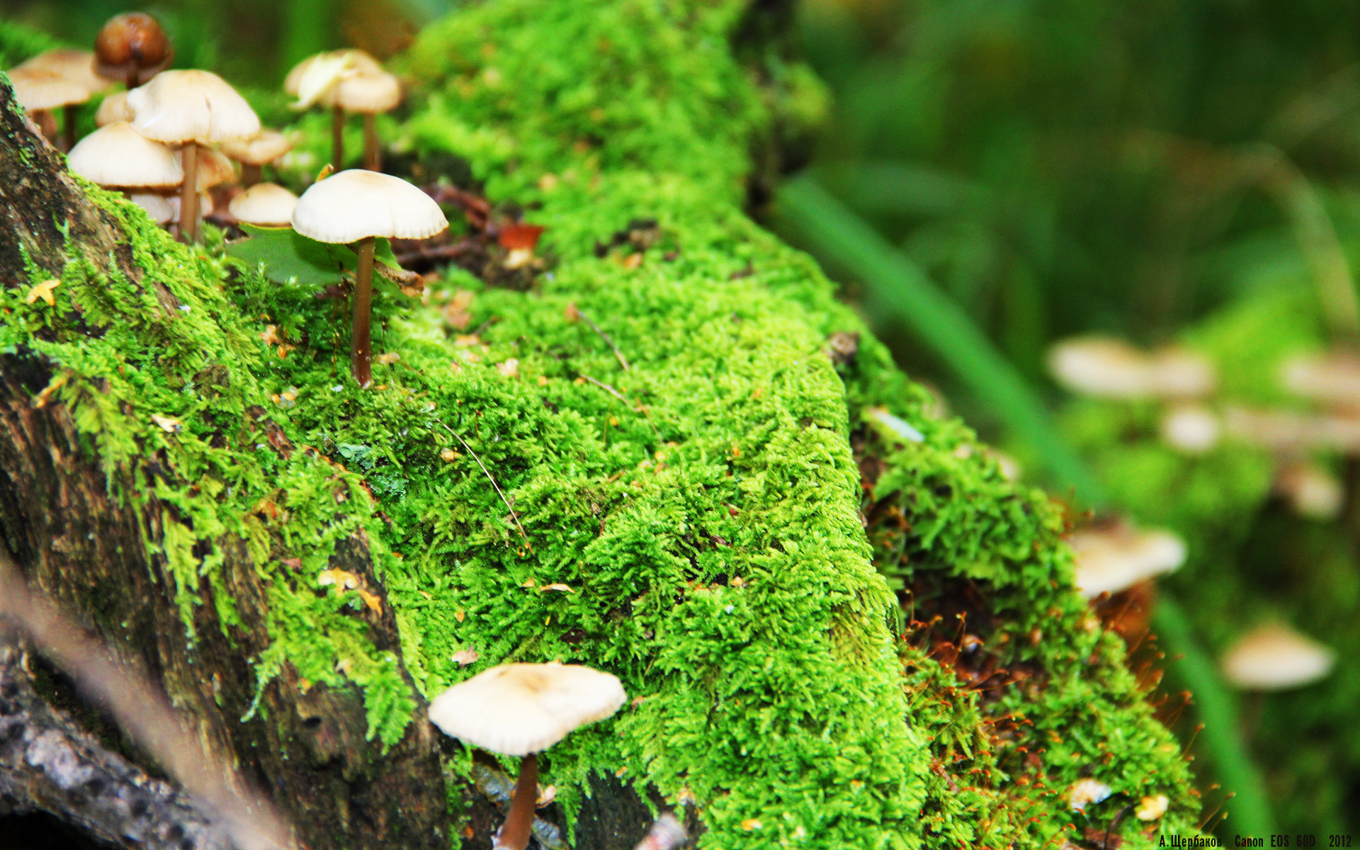 伊朗马术协会举办“Chovgan”文化交流活动,促进传统文化传承。,伊朗参加马拉松吗