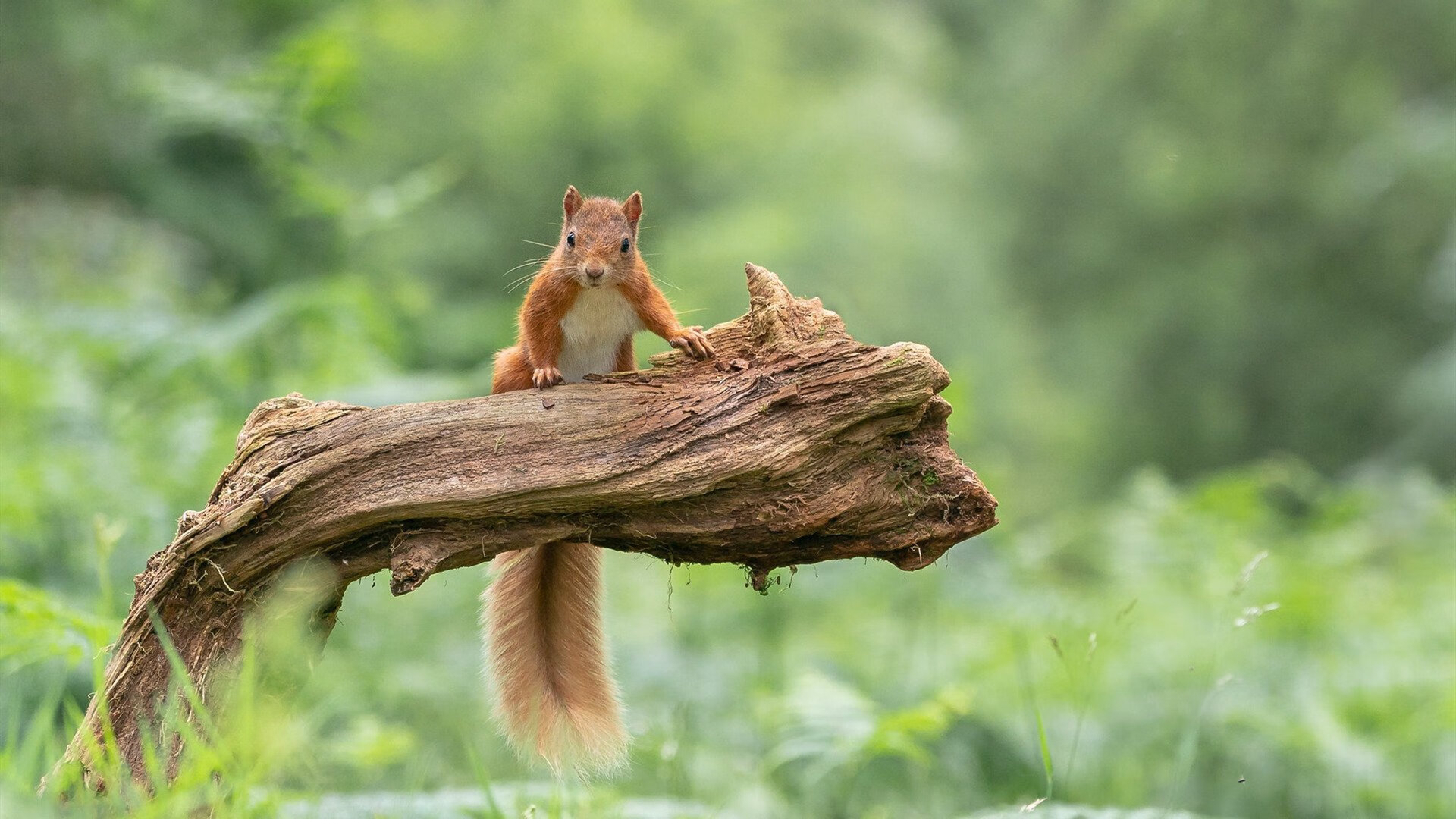 KAIYUN 中国大陆-动作捕捉技术在电竞领域的应用：真实还原与增强互动性，动作捕捉行业