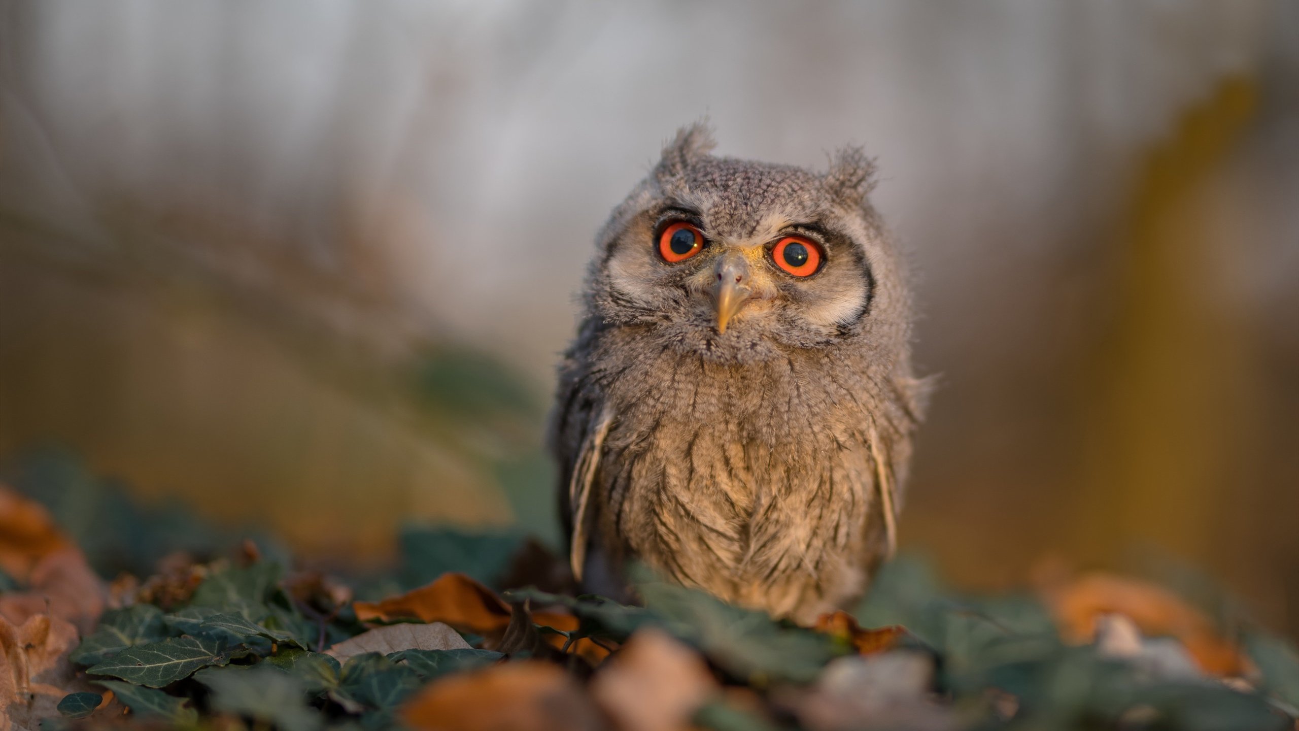 普拉提课程多样化,满足不同人群需求,普拉提课程安排