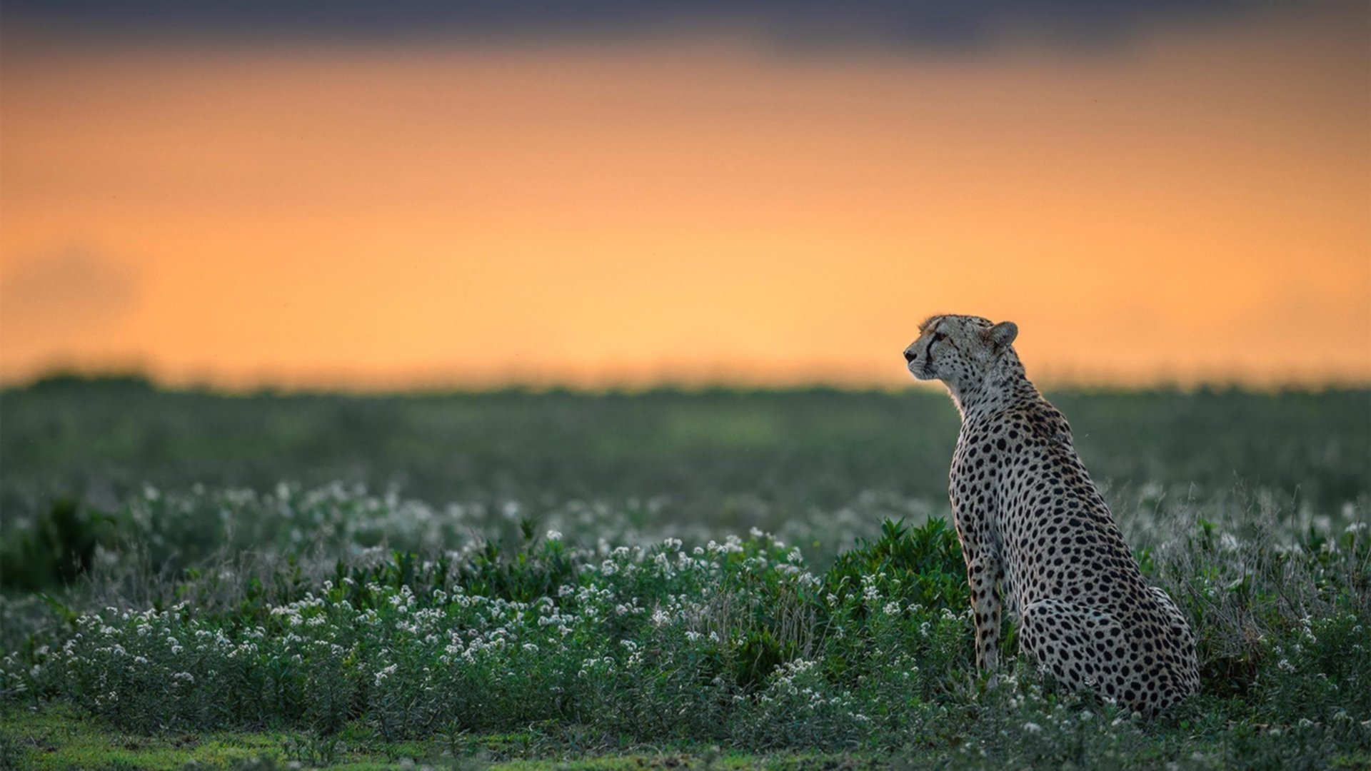 英超教练深度分析,战术变革如何激活球队整体表现,英超 教练