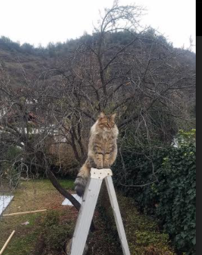 76人球队比赛节奏更加合理,76人队阵容