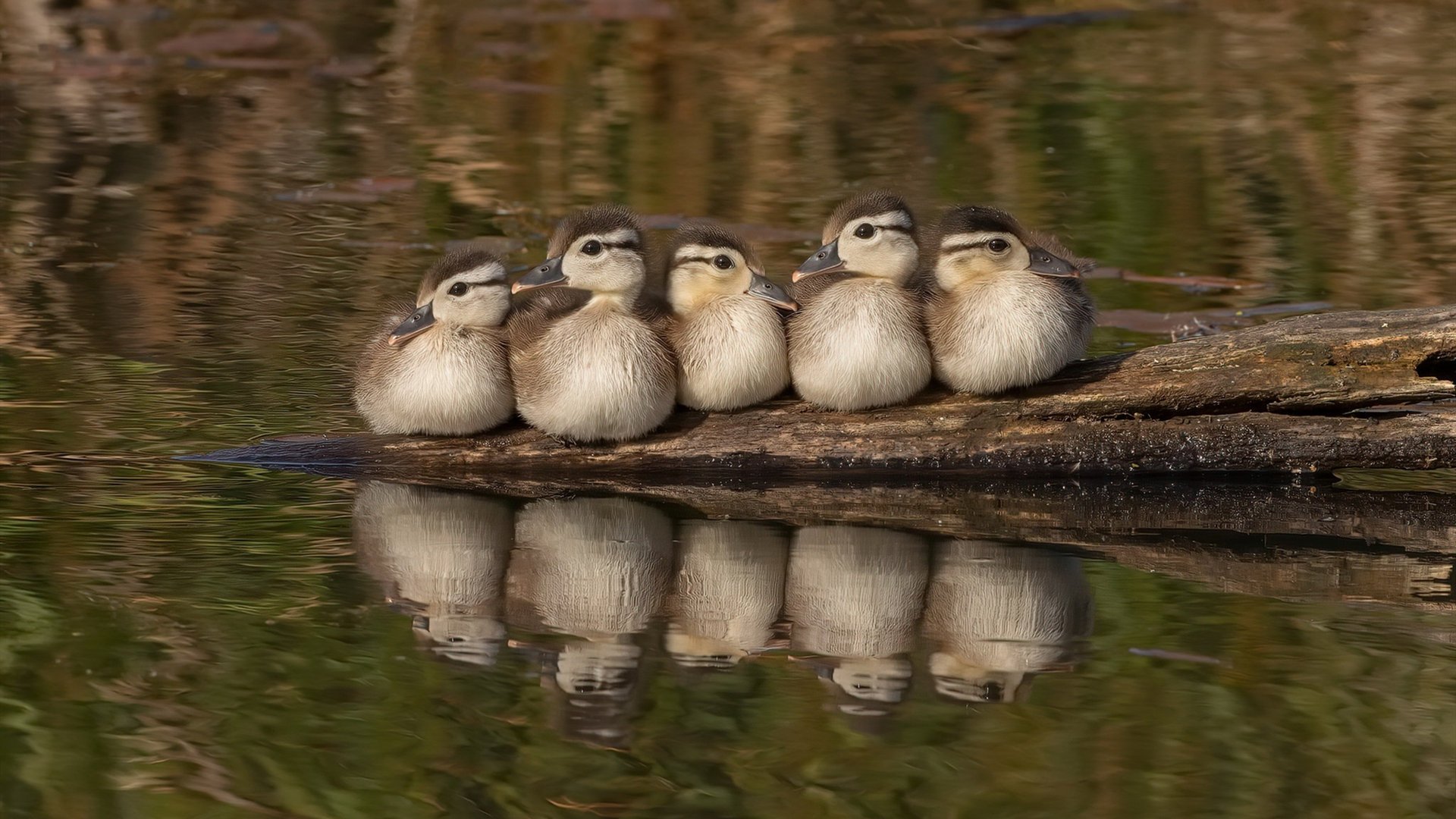 kaiyun中国官方网站-勇士大胜尼克斯领先东部次轮战局，2021年2月24日勇士vs尼克斯录像回放