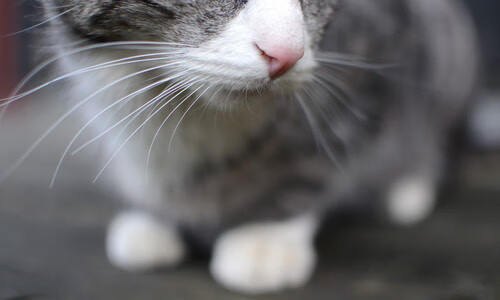 广厦控股新援融入迅速,广厦控股最新状态