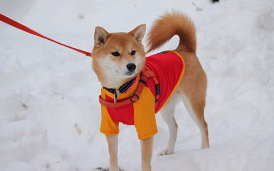 拜仁慕尼黑青训体系再次吸引关注,拜仁慕尼黑训练