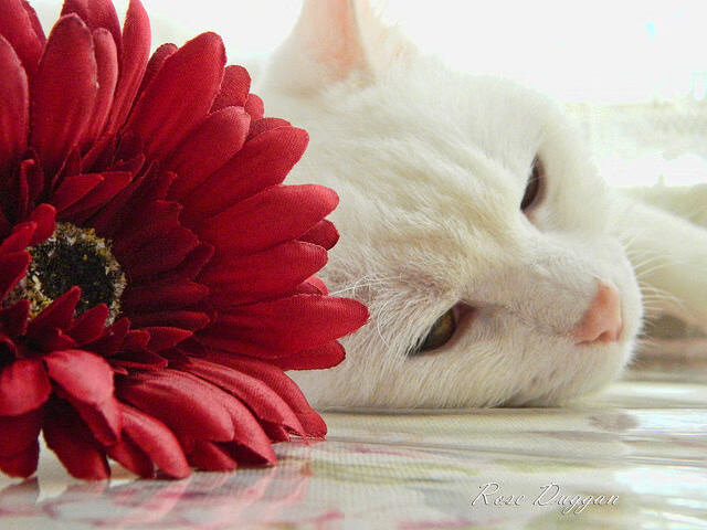 开云网页版-摩斯预期因伤缺阵，马赛后防压力山大，摩马斯特