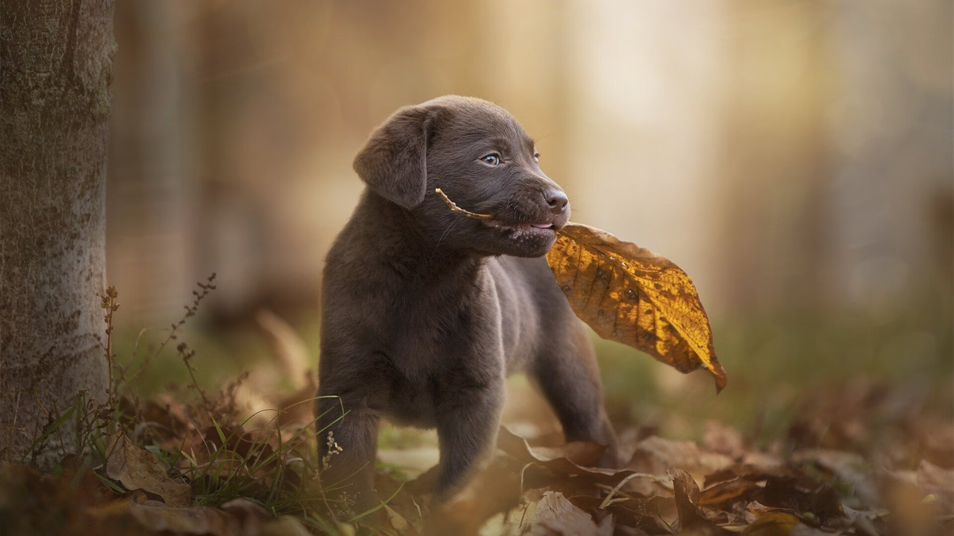 瓦伦西亚客场0-2不敌西班牙人,遭遇三连败,0304瓦伦西亚