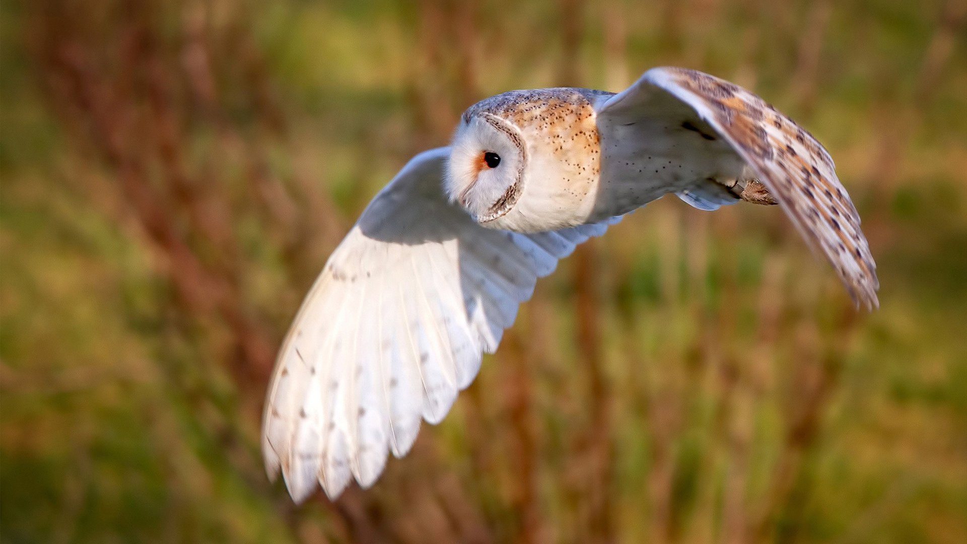 萨拉提瓦入选国家队,多场比赛表现抢眼,萨提瓦饮料