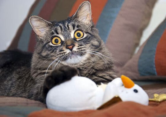 英超主力轮休制度对赛季末表现的影响研究,英超轮次是怎么回事