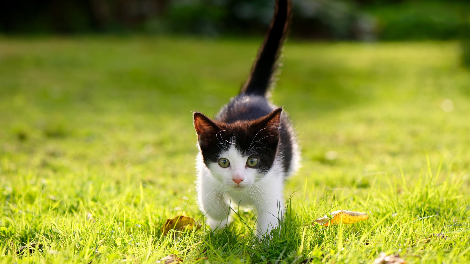 kaiyun.com-“香港战火再燃！阿仙奴与热刺的速度较量”