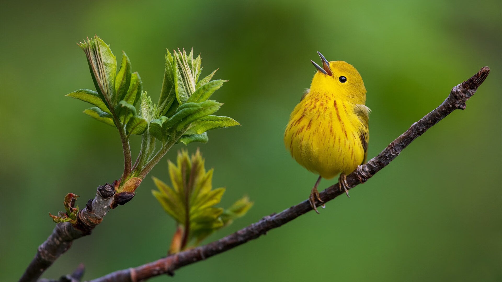 “香港战火再燃！阿仙奴与热刺的速度较量”