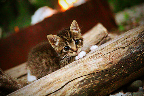 kaiyun中国官方网站-体能储备差距明显中国队备战模式需转变，我国体能训练存在的主要问题