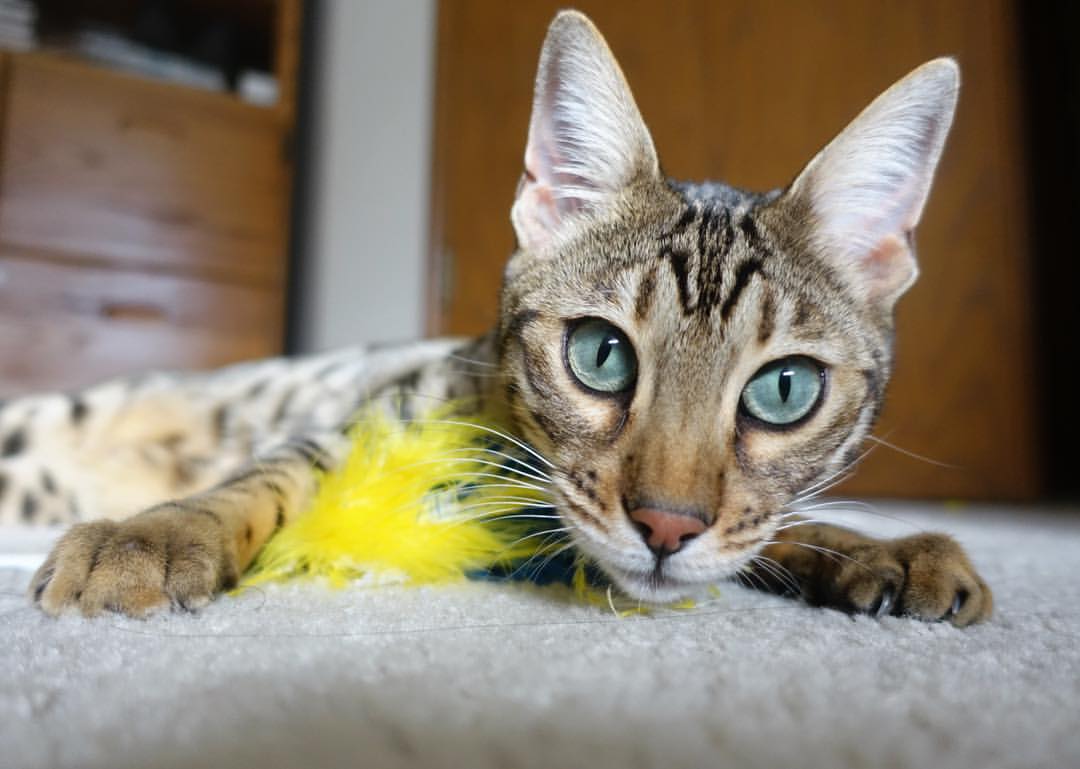 中超青训营举办家长开放日展示球员日常训练情况,中超青年球员新闻微博