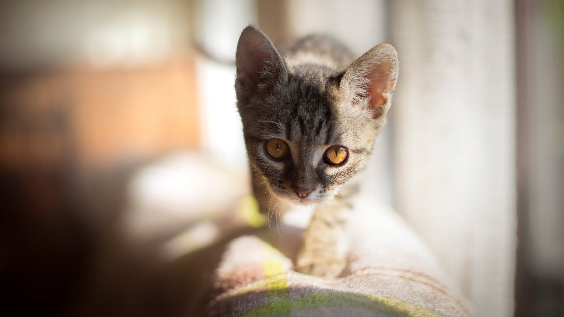 地方篮球解说员选拔大赛举办培养本土体育传播人才，篮球解说员需要具备什么