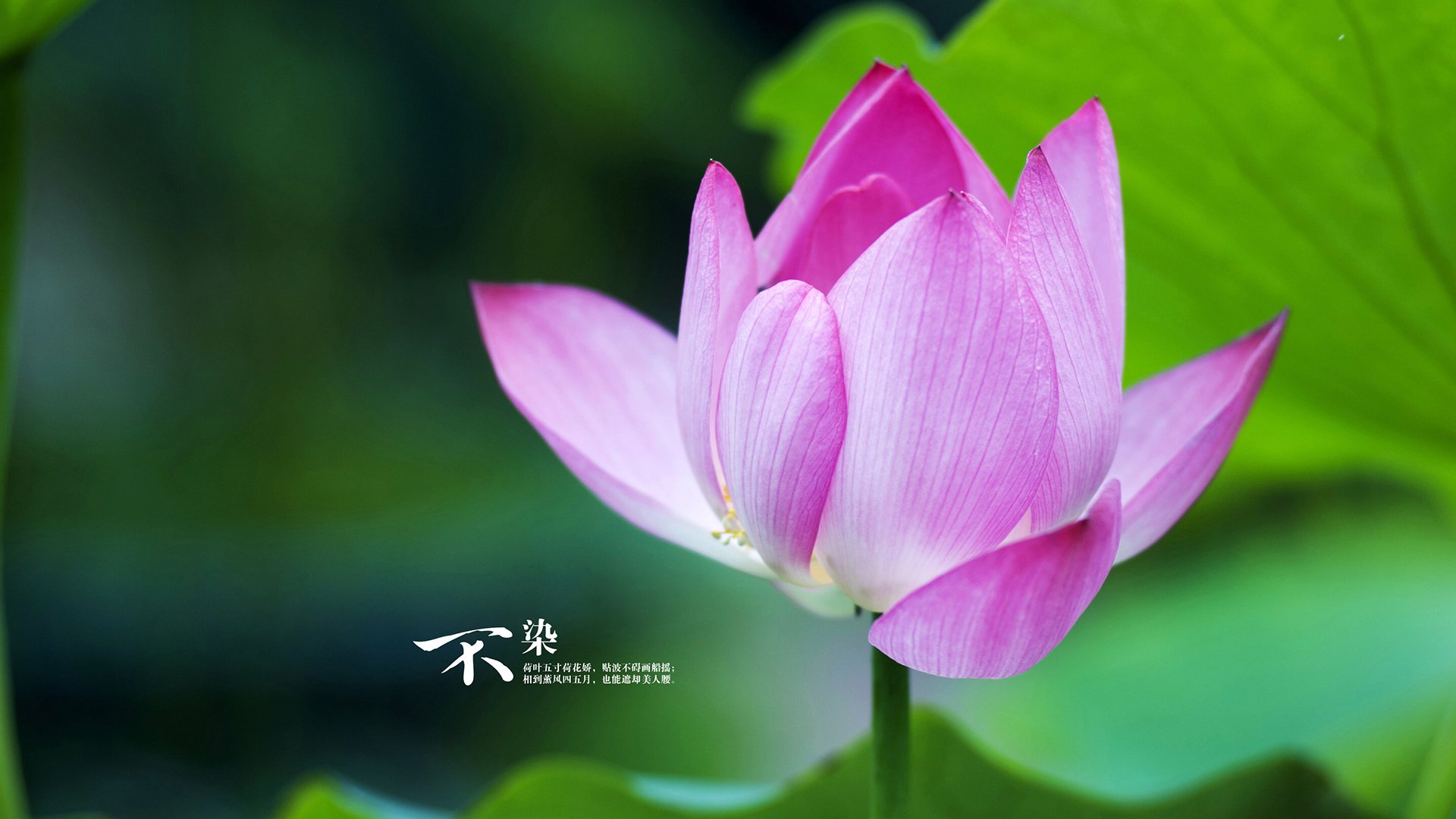 西甲的知名裁判培训计划,西乙裁判